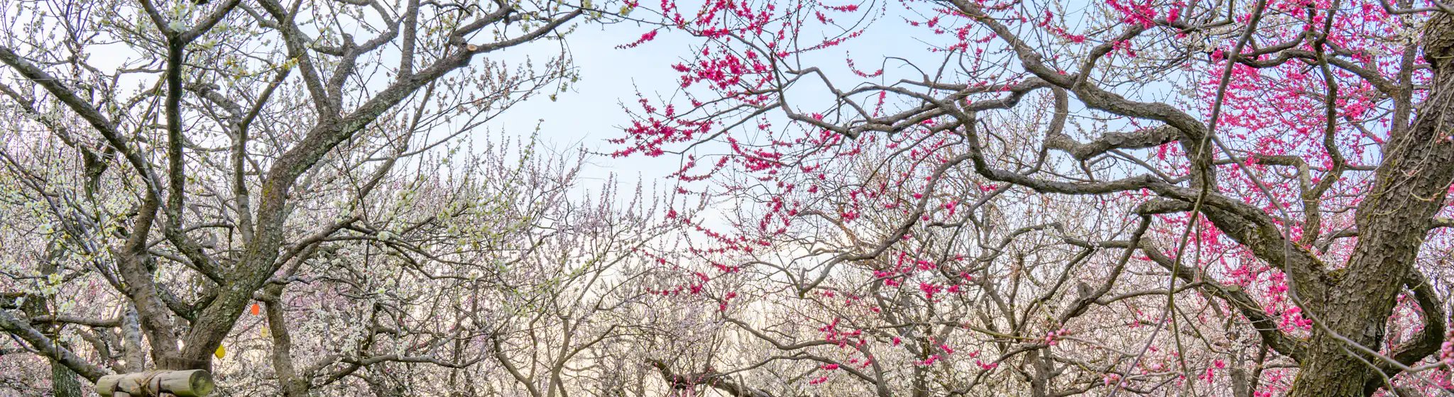 🏞️ 관산 종합공원 (간무리야마 소고 코엔) 이미지 13